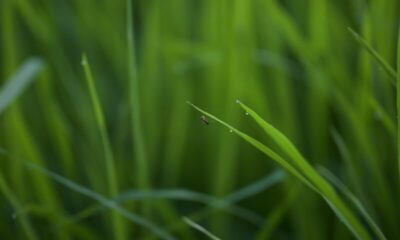 Macro of ant sitting on green grass